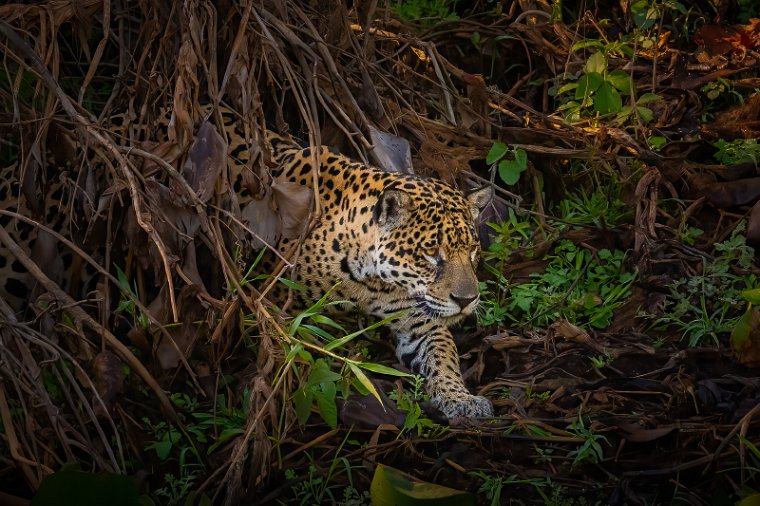 037 Noord Pantanal, jaguar.jpg
